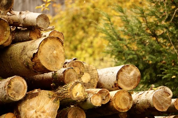 Wood Pile Removal in Vienna