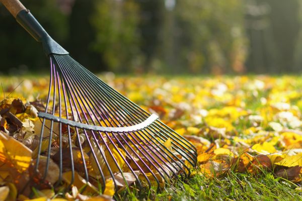 Cost of Leaf Raking Service in Vienna