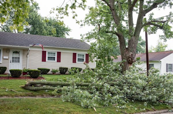 Fallen Branch Removal in Vienna